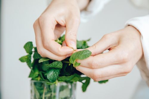 Free A detailed close-up shot of hands carefully handling fresh mint leaves indoors. Stock Photo