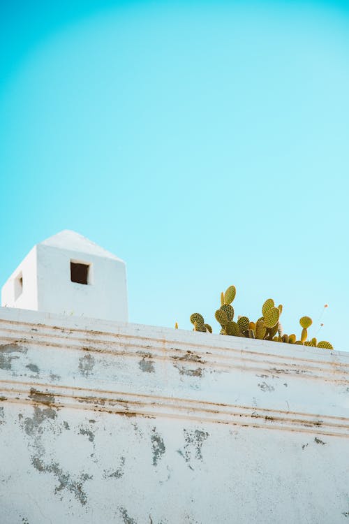 Gratis stockfoto met blauwe lucht, cactus, fabriek