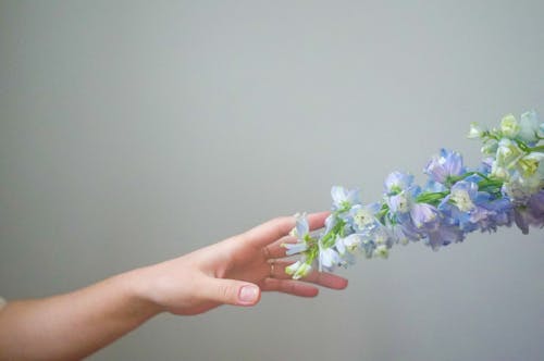 Crop anonymous female touching gentle blue flowers on branch in blossom on white background