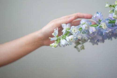 Woman touching fresh delicate blooming flowers