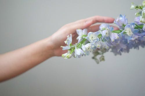 Foto d'estoc gratuïta de anònim, aromàtic, blanc