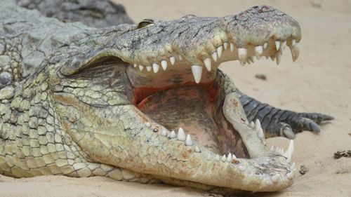 Free Close-up of a crocodile on sand with its mouth wide open, showcasing its sharp teeth. Stock Photo