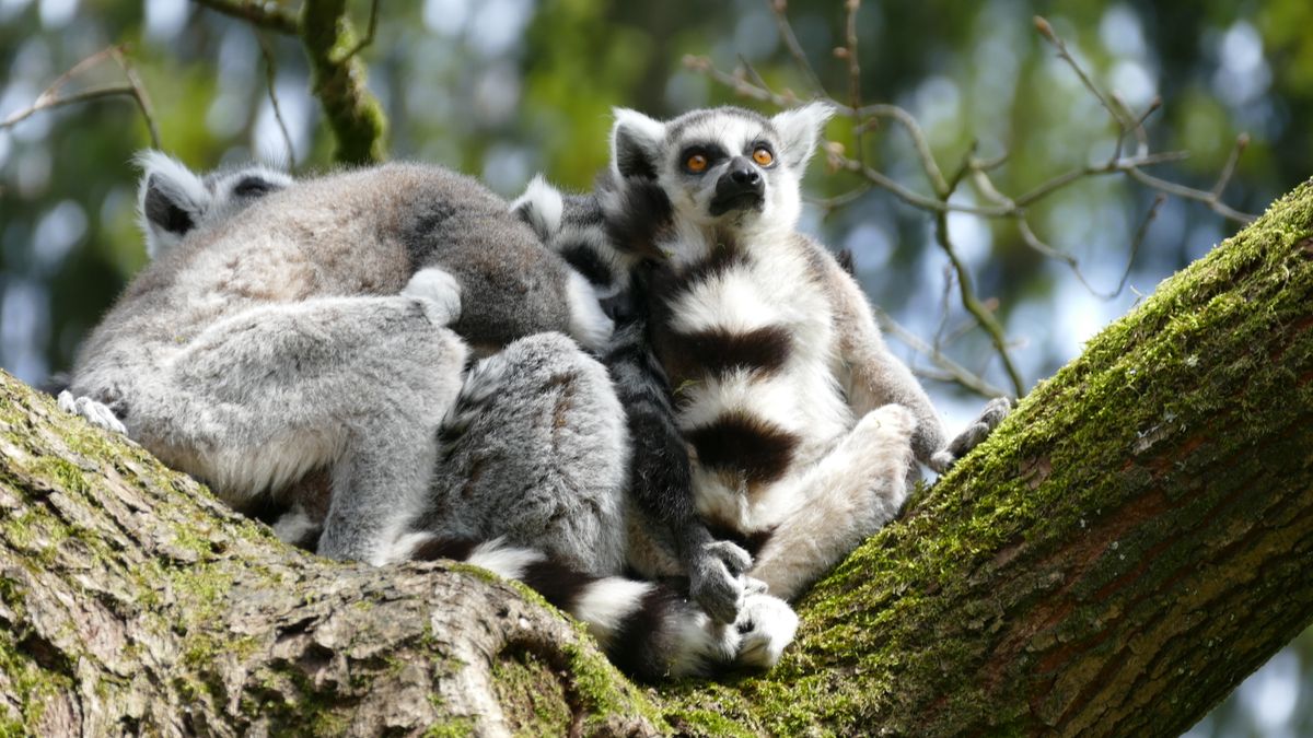 Nosy Be - imagen 2