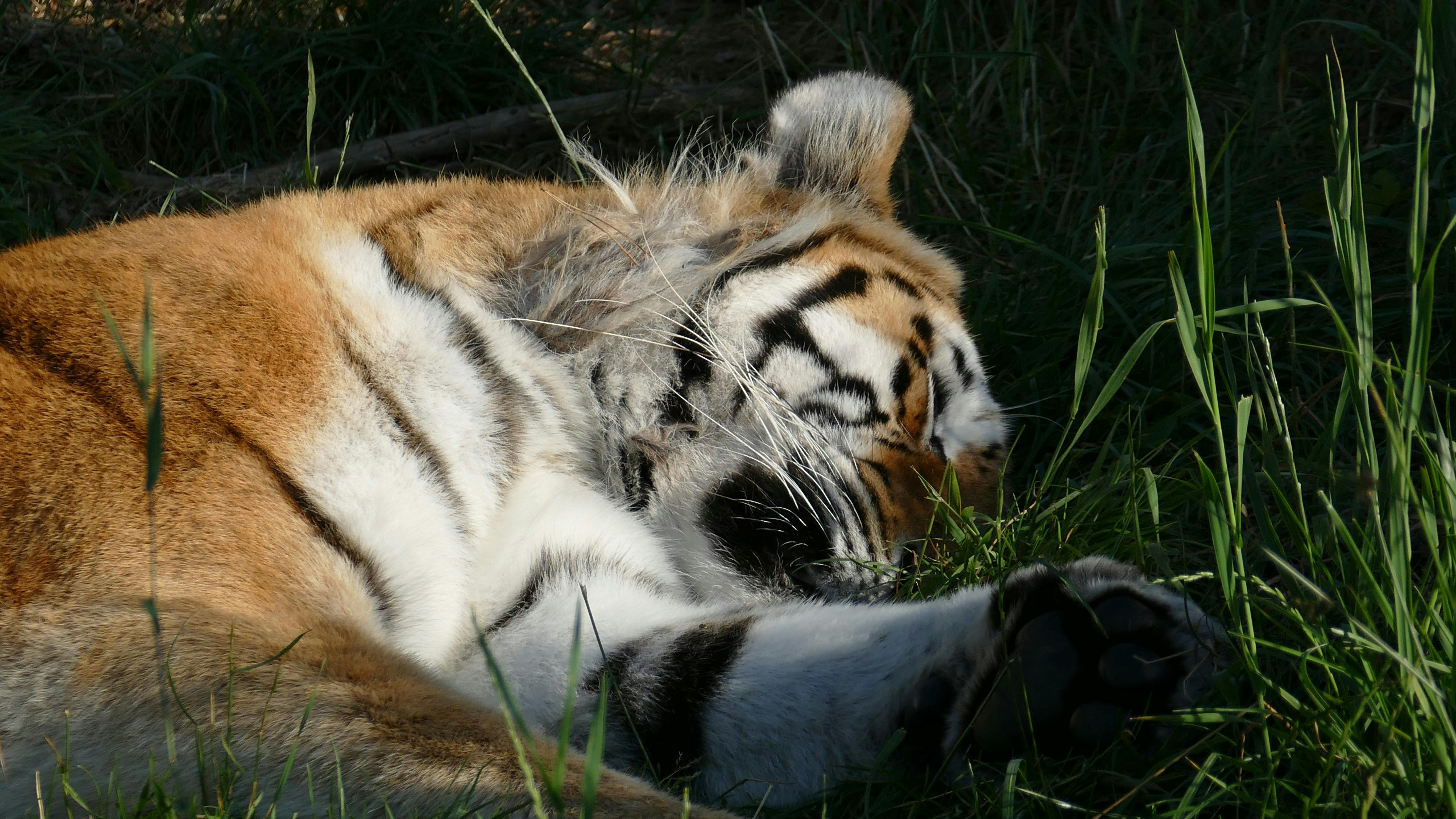 A majestic tiger peacefully sleeping amid lush green grass, highlighting its natural beauty and strength.