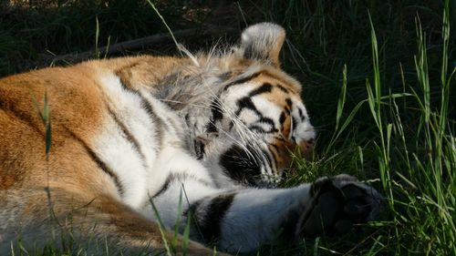 Free A majestic tiger peacefully sleeping amid lush green grass, highlighting its natural beauty and strength. Stock Photo