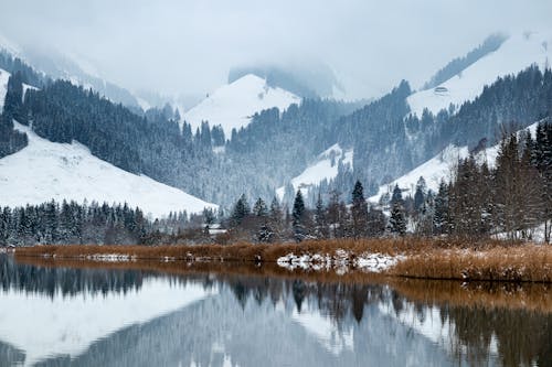 Snow Covered Trees Near the Lake