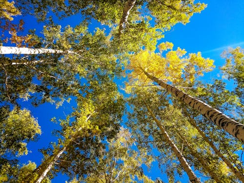 Free Low Angle Shot of Tall Trees Stock Photo