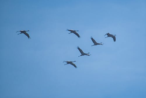 Free Ingyenes stockfotó birds_flying, madár, repülő témában Stock Photo