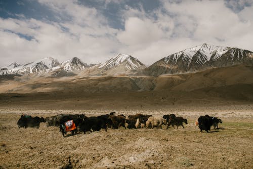 Herd of Long Coat Sheep on Pasture