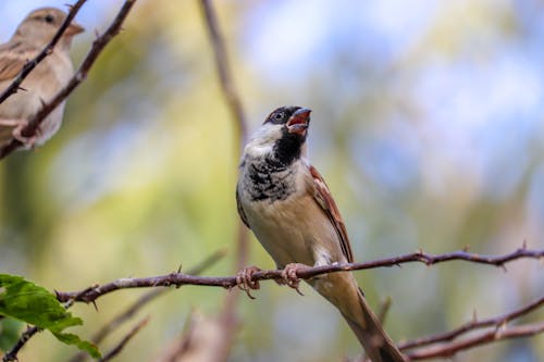 Birds Perched on Tree Branches