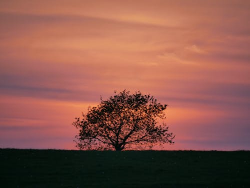 คลังภาพถ่ายฟรี ของ ซิลูเอตต์, ต้นโอ๊ค, ต้นไม้