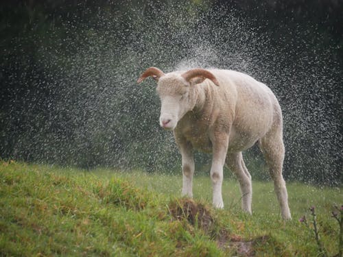 White Sheep on the Green Grass