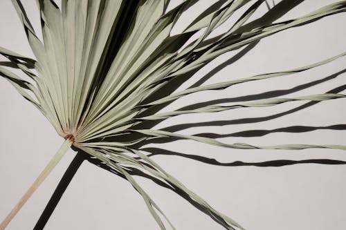 Palm Leaf in Close Up Photography