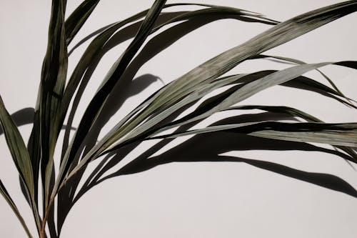 Close-Up Photo of Palm Leaves