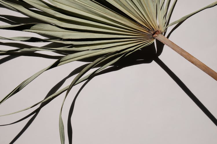 Dried Palm Leaf On White Surface