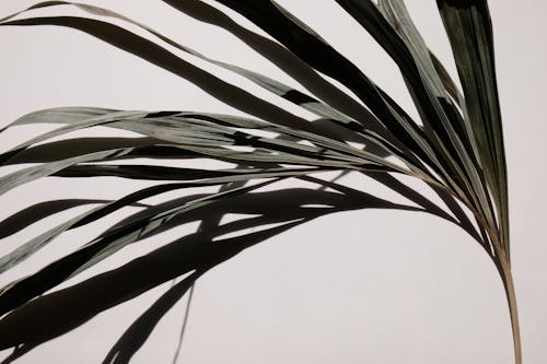 Darmowe zdjęcie z galerii z biała ściana, cień, liść palmowy