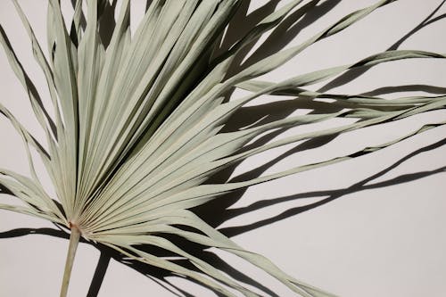 Free Close Up Shot of a Palm Leaf Stock Photo