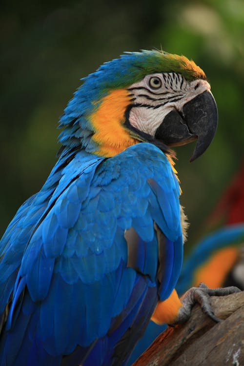 Blue and Yellow Bird in Close Up Photography