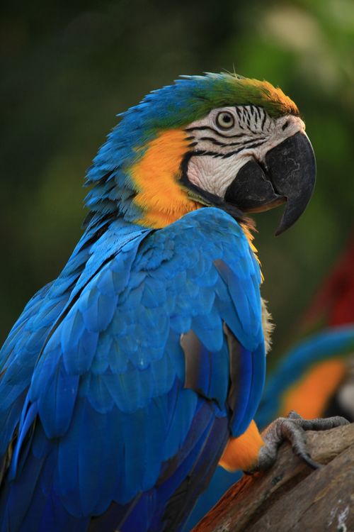 Free Close-up of a colorful blue and yellow macaw with blurred background. Stock Photo