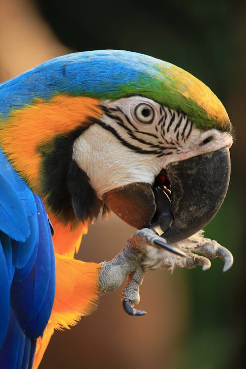 Close Up Shot of a Parrot