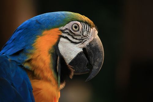 Free Close-up of a vibrant blue and yellow macaw with a detailed view of its plumage. Stock Photo