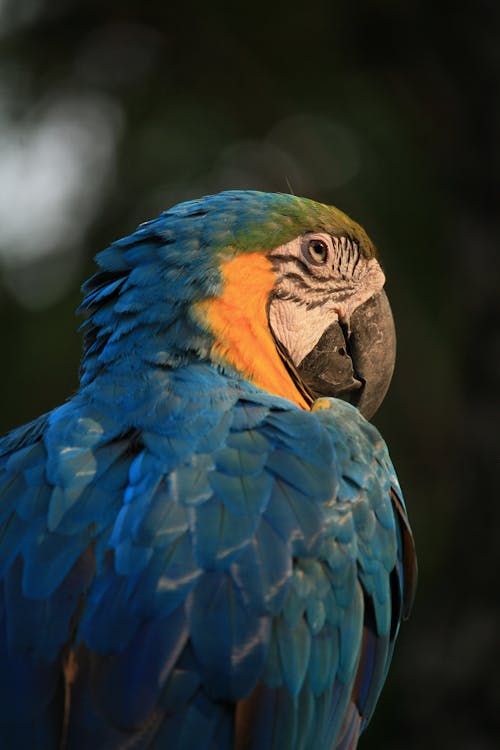 Close Up shot of a Parrot