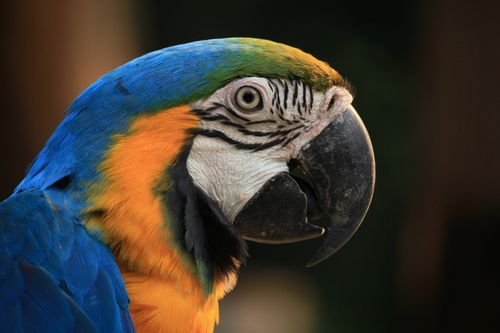 Free Close-up of a vibrant Blue-and-Yellow Macaw with a blurred background, showcasing its colorful feathers. Stock Photo