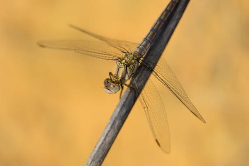 Imagine de stoc gratuită din dragonfly aripi, fundal galben, insectă