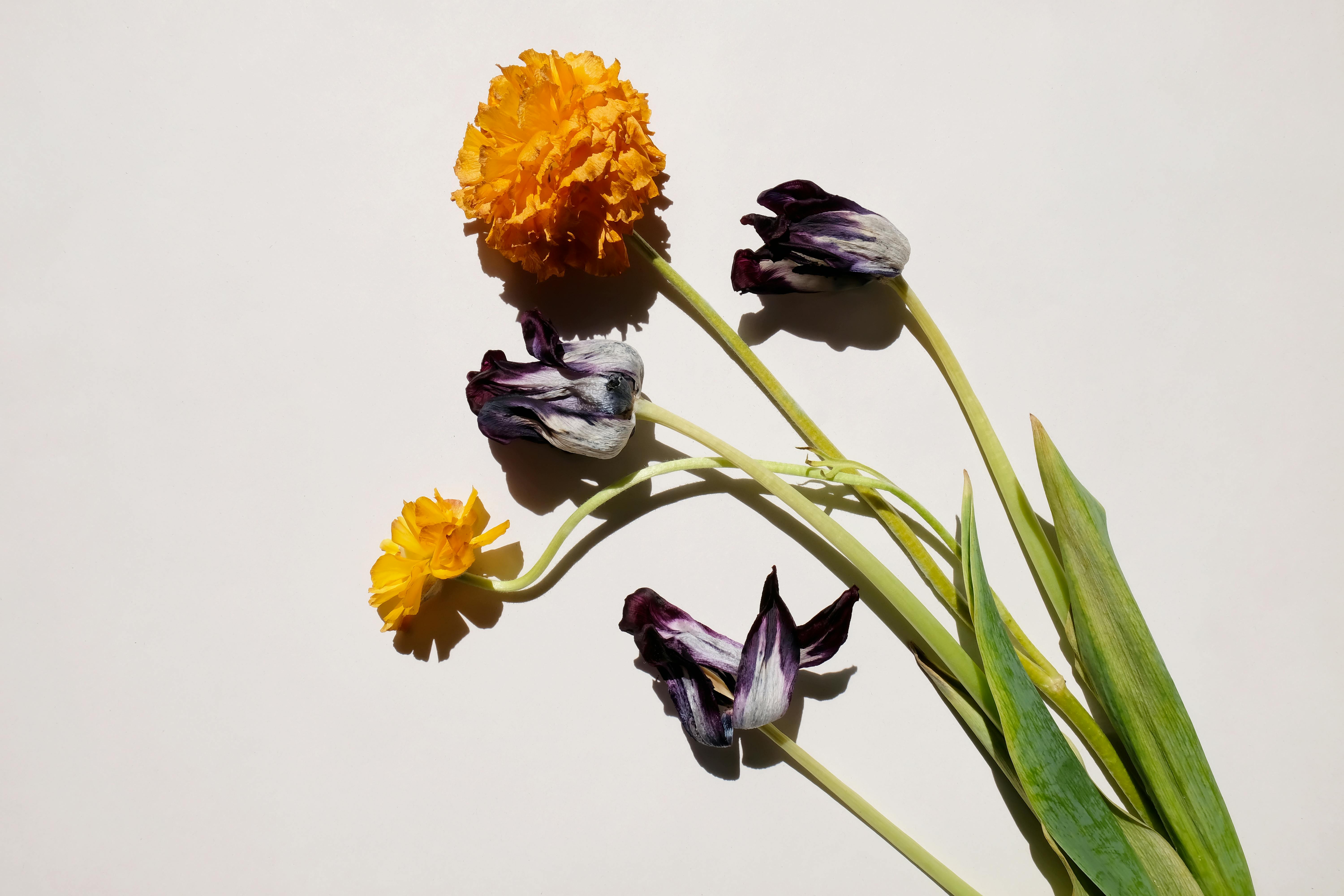 A vibrant still life featuring dried carnations and tulips on a neutral background.