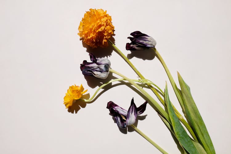 Dry Tulips And Carnation Flowers