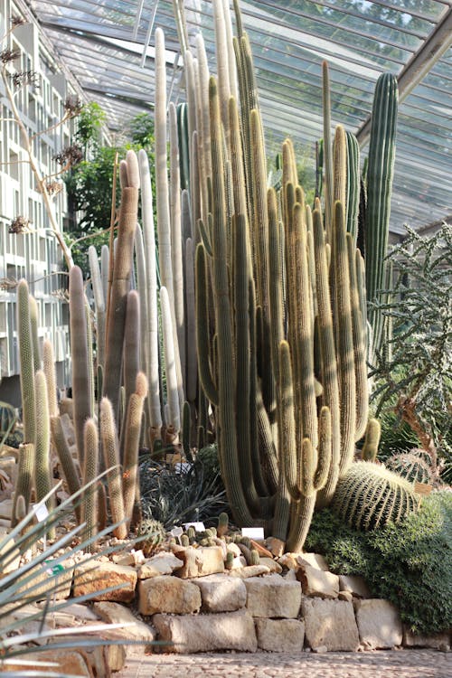 Free Cactus Plants in Greenhouse Stock Photo