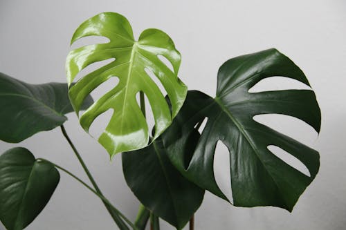 Foto stok gratis dalam ruangan, daun-daun hijau, fotografi tanaman