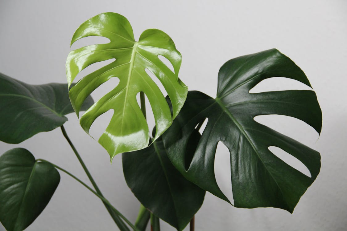 インドア, モンステラ・デリシオサ, 家の植物の無料の写真素材