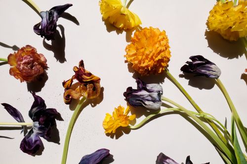 Free A striking arrangement of colorful dried flowers illuminated by direct sunlight, showcasing textures and shadows. Stock Photo