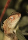 Close Up Shot of an Chameleon
