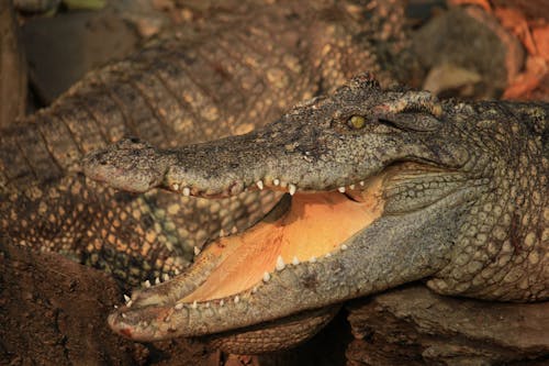 Kostnadsfri bild av djur, Krokodil, mun öppen