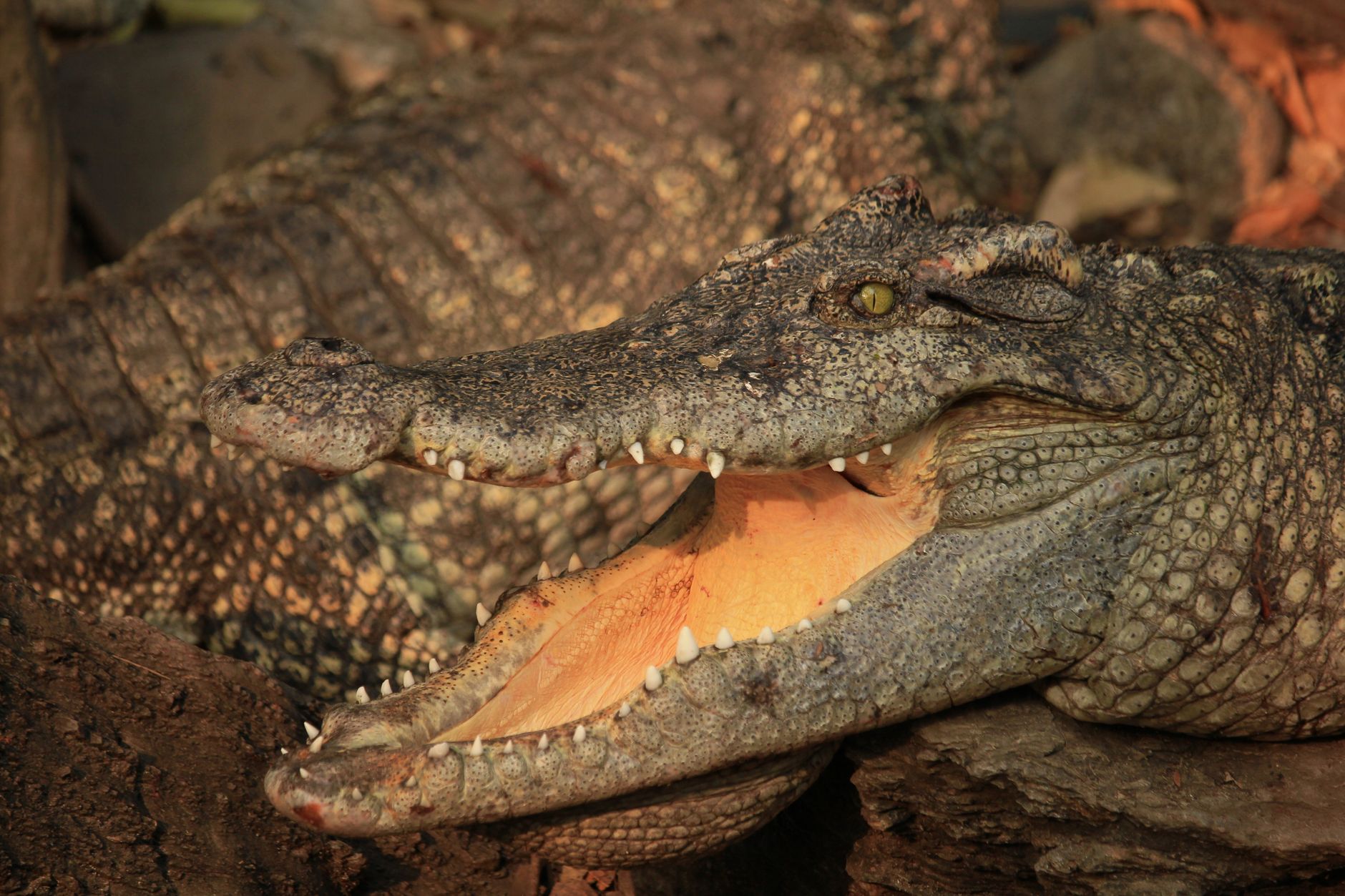 Dandeli Crocodile Edge Home Stay: Nature's Sanctuary for Wildlife Lovers