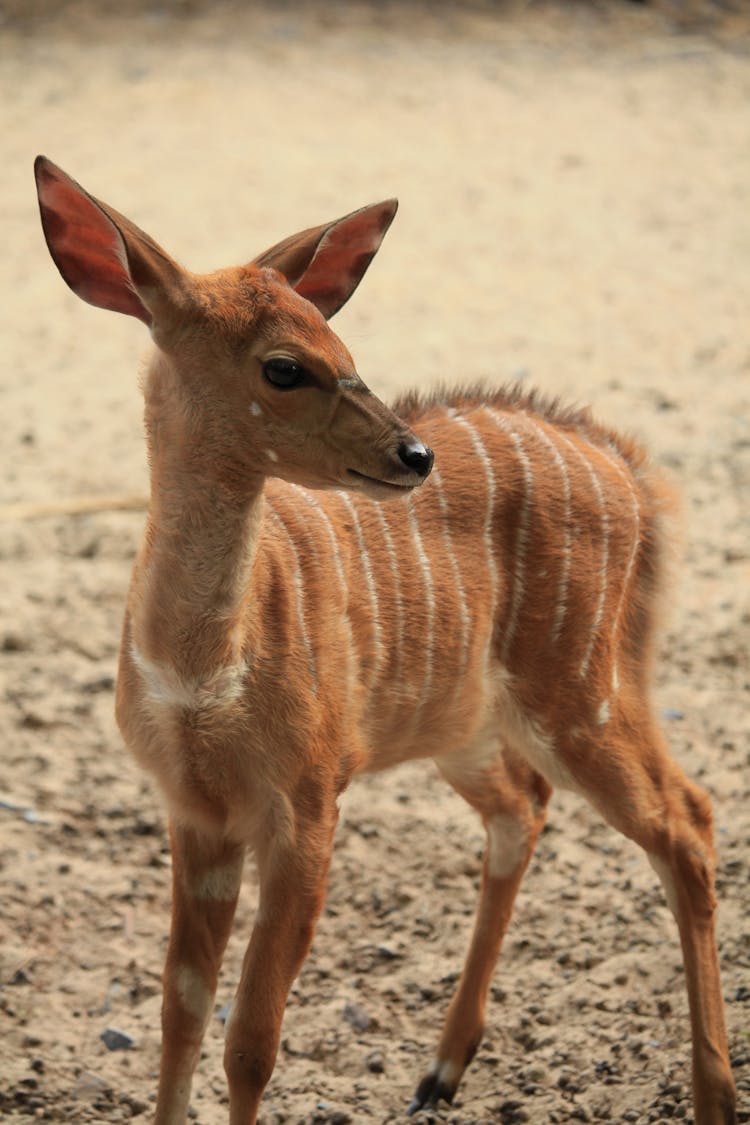 Close Up Shot Of A Nyala