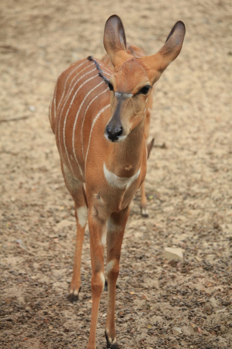 A Nyala On Brown Soil