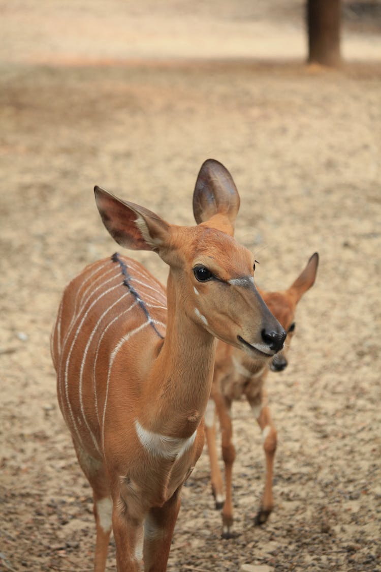 Photo Of A Brown Nyala