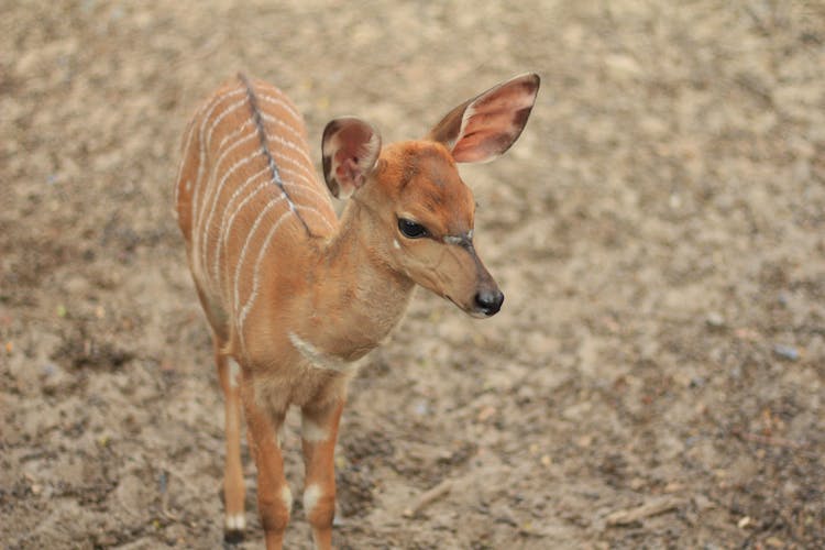 Close Up Shot Of A Brown Nyala