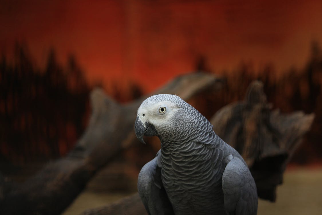 Gratis stockfoto met afrikaanse grijze papegaai, beest, detailopname