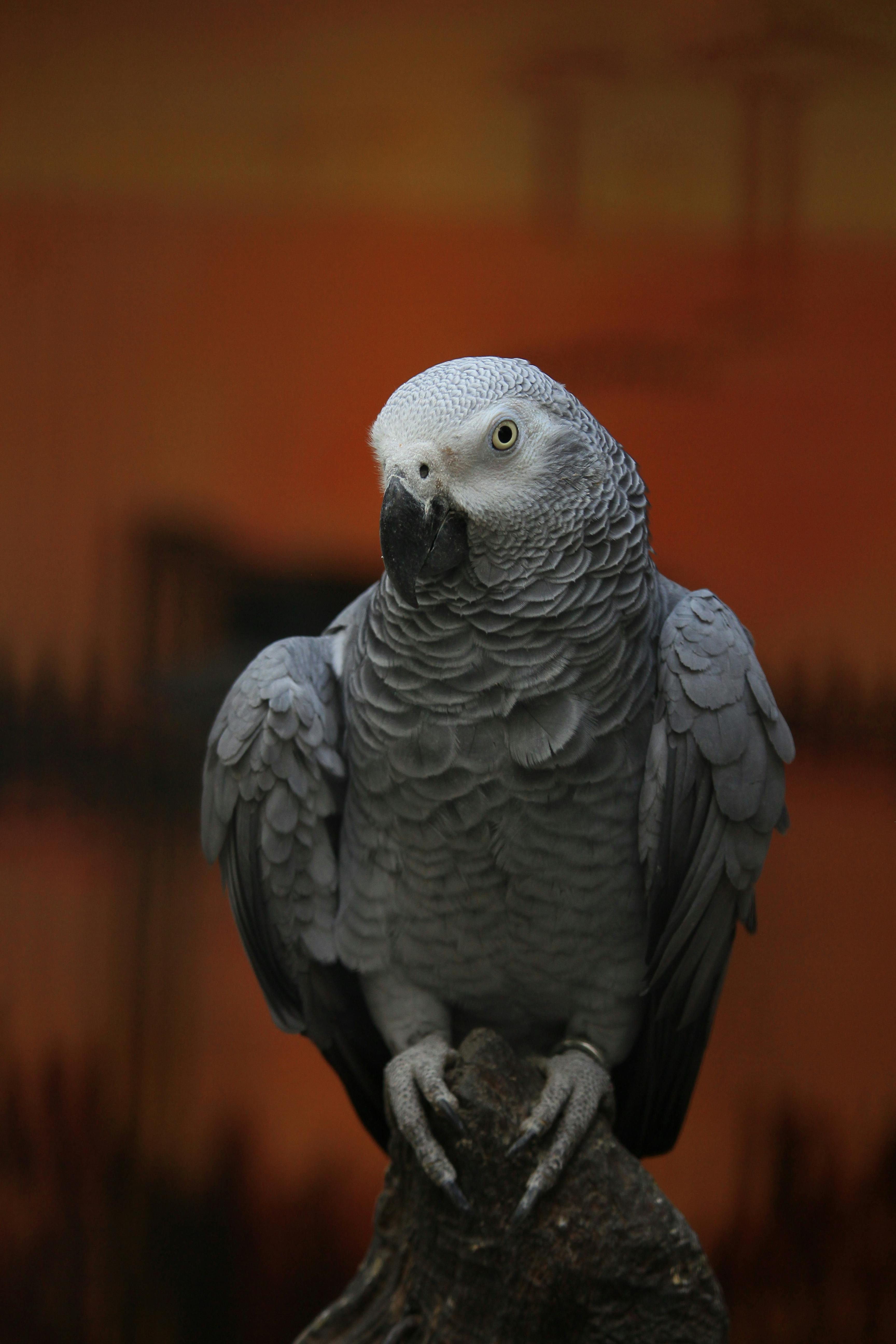 African Grey Parrot Photos Download The BEST Free African Grey Parrot  Stock Photos  HD Images