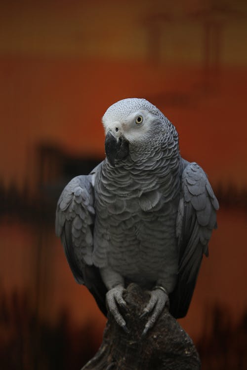 Бесплатное стоковое фото с psittacidae, африканский серый попугай, вертикальный выстрел