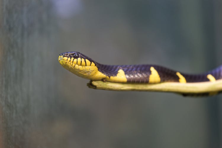 Close-up Of A Mangrove Snake 