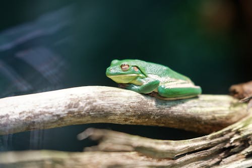 Free Green Frog on Brown Tree Branch Stock Photo