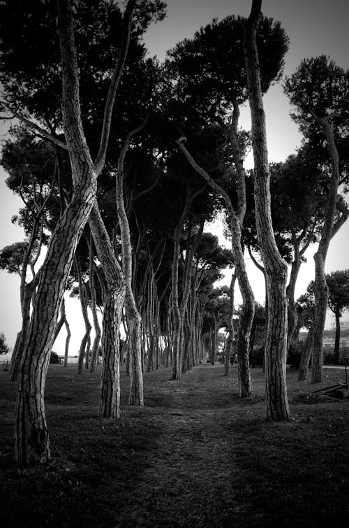 Photos gratuites de arbres, échelle des gris, monochrome