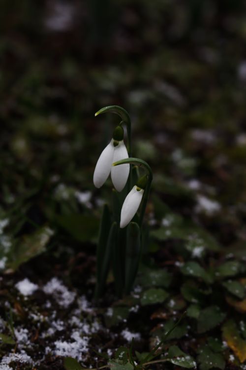 Free From above of small blooming white snowdrop growing among green leaves covered with snow in nature in spring time Stock Photo