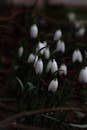 Blooming snowdrop flowers against blurred background