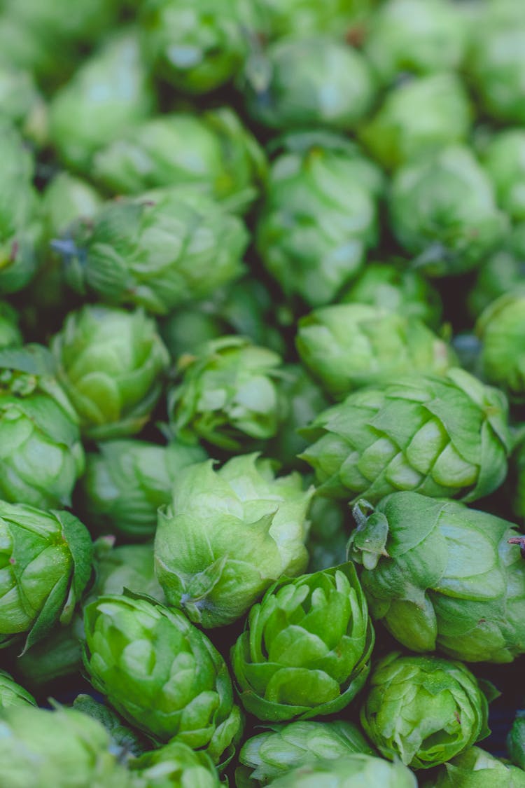 Green Leaves In Macro Lens